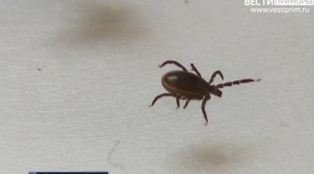 The number of ticks’ victims grows in Primorye