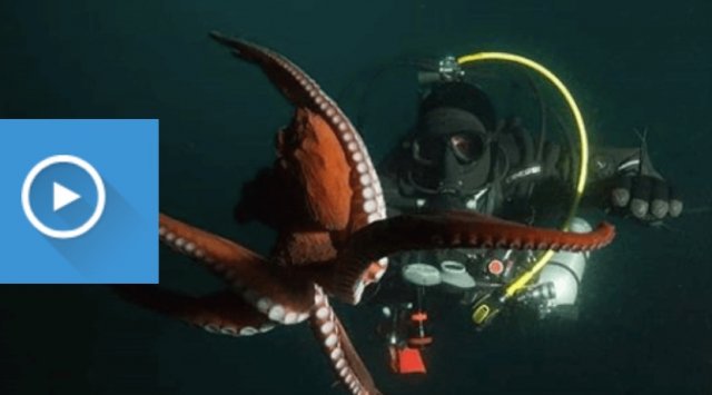 Divers from Vladivostok met a giant octopus