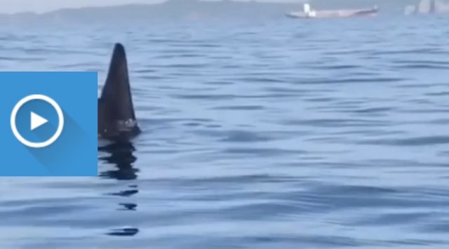 «Shark, orca or megalodon»: majestic predator spotted in Primorye’s waters