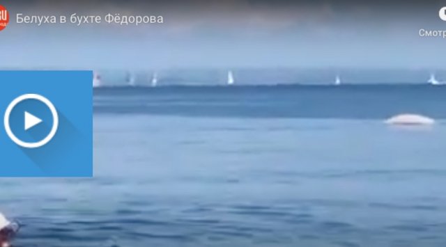 White whale was spotted in Vladivostok