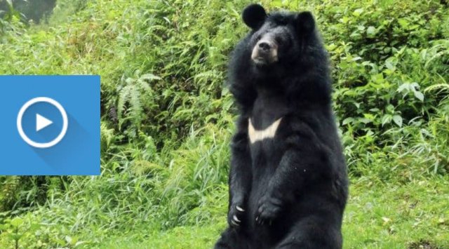 A bear was seen near a popular recreation place in Primorye