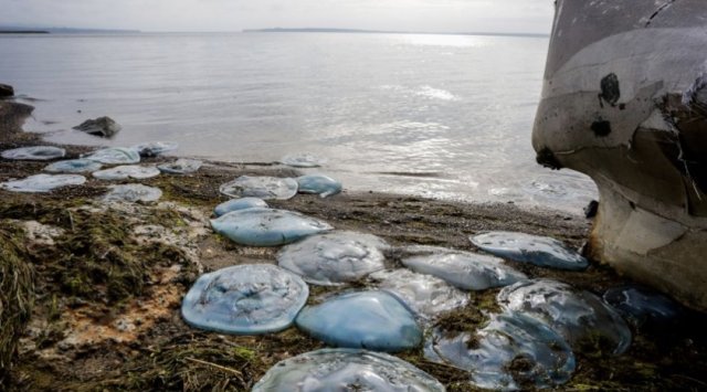 Blue giants can be spotted on Vladivostok’s shore