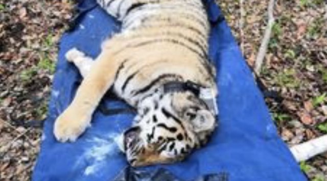 Primorye’s tiger Pavlik was found dead in Amur oblast