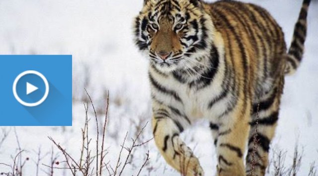 Amur tiger scares the villages of Primorye