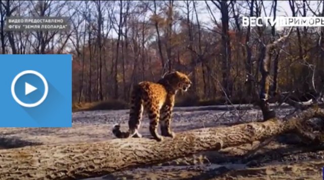 Photo hunt has been launched in Primorye: Far Eastern leopard became the first aim