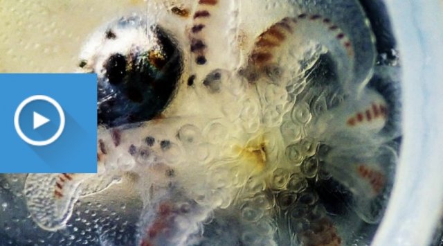 Primorye’s biologists managed to obtain the first offspring of the giant Dauphlein octopus