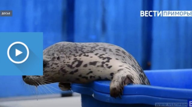 Renewed rehabilitation center for seals is getting ready for its opening