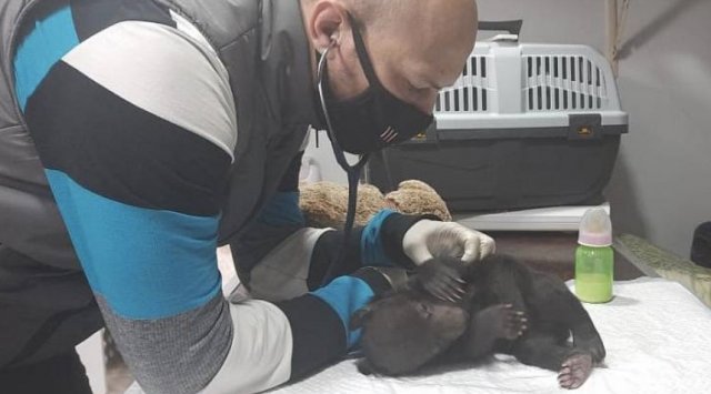 A bear cub was rescued in Primorye