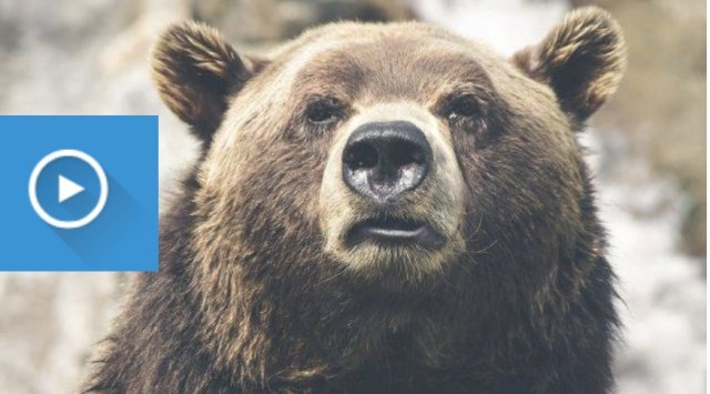 A citizen of Primorye was attacked by a bear