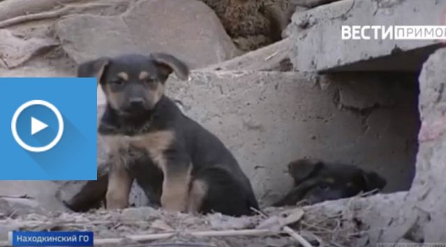 The first municipal animal shelter is being built in Primorye
