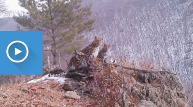 Four rarest leopards were caught on camera in Primorye