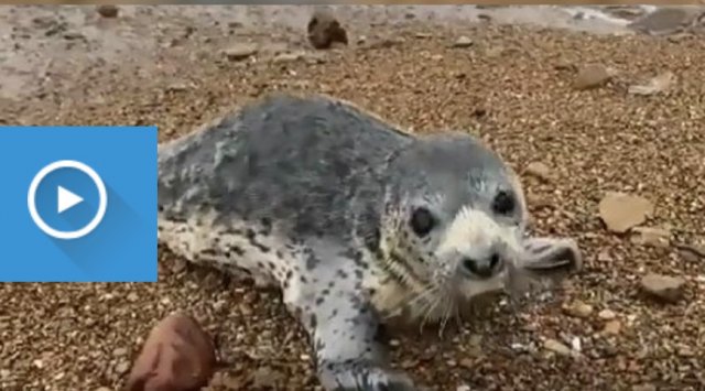 A baby seal was saved in Primorye