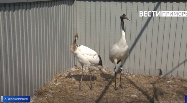Rare Japanese cranes were set into the wild after rehabilitation