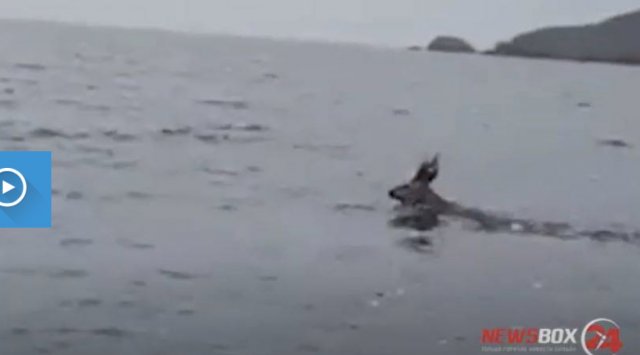 An unusual swimmer was noticed in the Amur bay