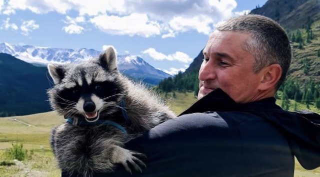 Racoon Vitya visited entire Russia in 60 days and stayed in Vladivostok