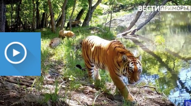 Tiger weekend awaits Primorye 