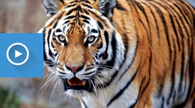 An Amur tiger attacked people in Primorye