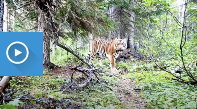 The northernmost tiger ever captured by a photo trap