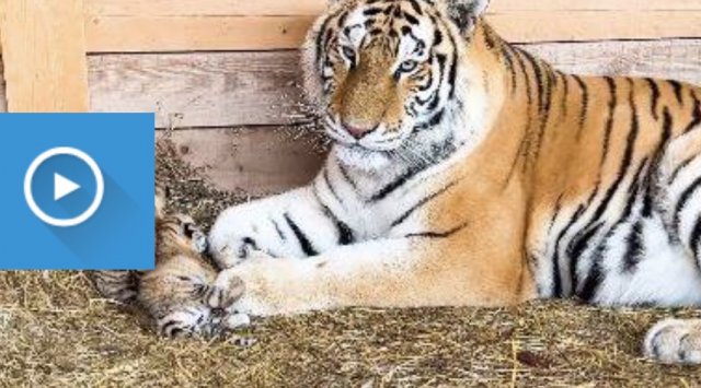 Tigress Alexa surprised the staff of the « White lion » zoo