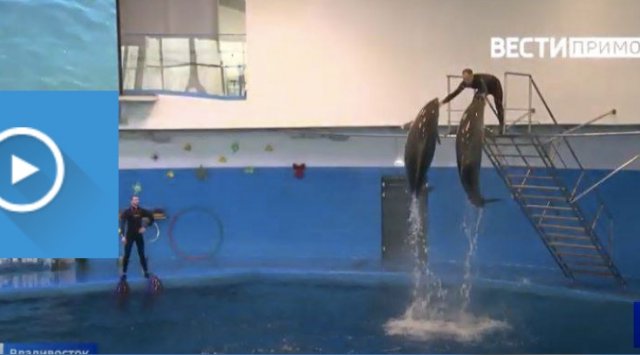 The first ever far eastern therapeutic dolphinarium is opened in Primorye 